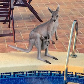 AUSTRALIAN OUTBACK KANGAROO STATUE          FRT-NR