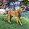 WALKING LIONESS STATUE                      FRT-NR