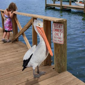 GIANT WHITE PELICAN STATUE